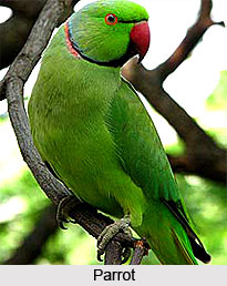 Kumarakom Bird Sanctuary, Kerala
