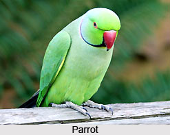 Omens Related to Birds, Vastu Shastra