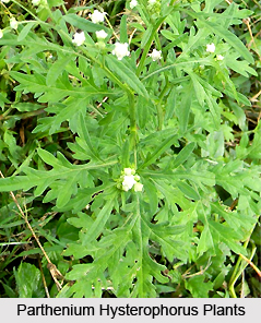 Parthenium hysterophorus, Indian Medicinal Plant