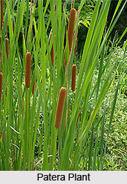 Patera, Indian Medicinal Plant