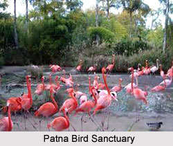 Patna Bird Sanctuary, Uttar Pradesh