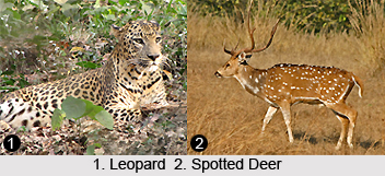 Peechi Vazhani Wildlife Sanctuary, Kerala