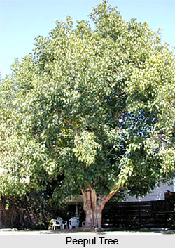 Peepul Tree, Indian Tree