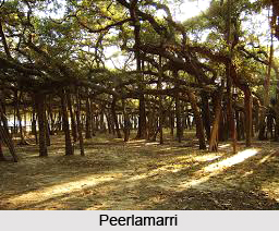Peerlamarri, Telangana