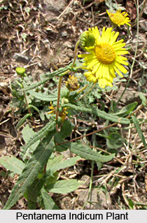 Pentanema Indicum, Indian Medicinal Plant