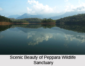 Peppara Wildlife Sanctuary, Kerela