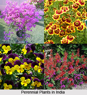 Perennial Plants in India
