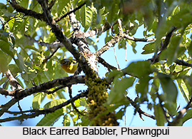 Phawngpui National Park, Mizoram
