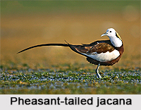 Pheasant-tailed jacana, Indian Bird