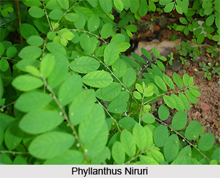 Phyllanthus/ Niruri , Indian Herb