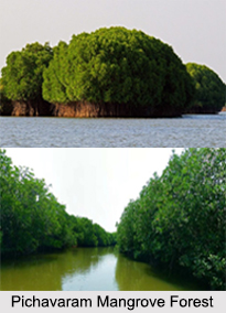 Pichavaram Mangrove Forest, Tamil Nadu