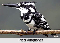 Ranganathittu Wildlife Sanctuary
