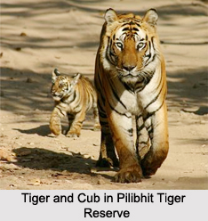 Pilibhit Tiger Reserve, Uttar Pradesh