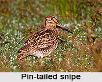 Pin-Tailed Snipe, Indian Bird