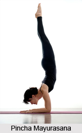 Pincha Mayurasana