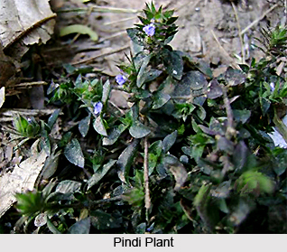 Pindi, Indian Medicinal Plant