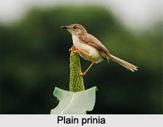 Plain Prinia, Indian Bird