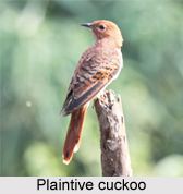 Plaintive Cuckoo, Indian Bird