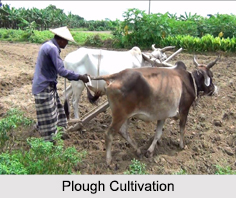 Plough Cultivation, North East India