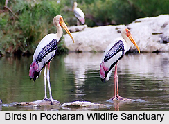 Pocharam Wildlife Sanctuary, Andhra Pradesh