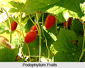 Podophyllum, Indian Herb