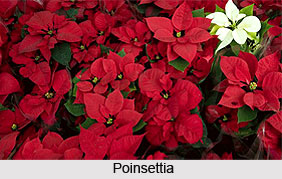 Poinsettia  , Indian Shrub