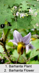 Poison Berry, Barhanta, Indian Medicinal Plant