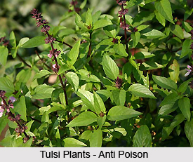 Poisons cured by Tulsi
