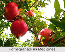 Use of Pomegranate as Medicines, Classification of Medicine