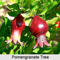 Anardana Tree