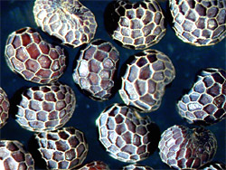 Poppy Seeds