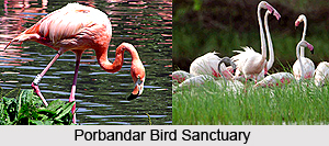 Porbandar Bird Sanctuary