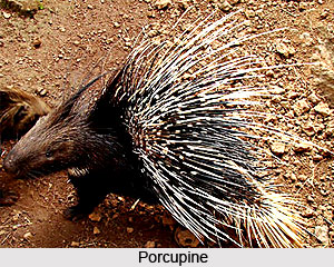 Porcupine, Indian Animals
