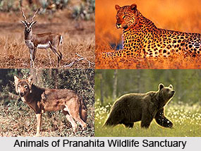 Pranahita Wildlife Sanctuary, Adilabad District, Telangana