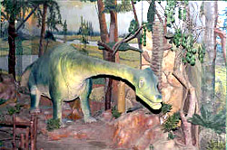 Prehistoric Animal Life 