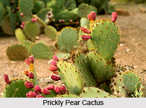 Prickly Pear, Nagphana, Indian Medicinal Plant