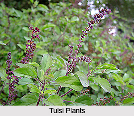 Properties of Tulsi