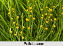 Psilotophyta, Flora of India