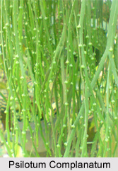 Psilotum Complanatum, Flora of India