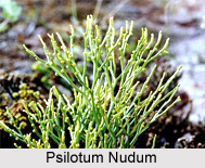 Psilotum Nudum