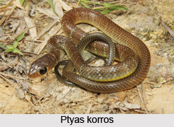 Ptyas Korros, Indian Reptile