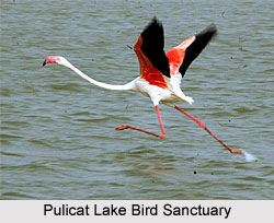 Pulicat Lake Bird Sanctuary, Tamil Nadu
