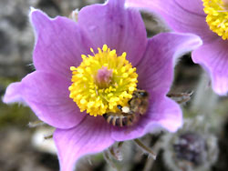 Pulsatilla