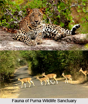 Purna Wildlife Sanctuary, Dang District, Gujarat