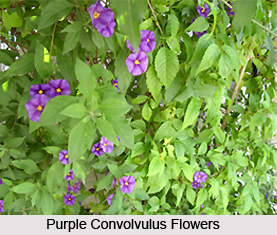 Purple Convolvulus, Indian Medicinal Plant