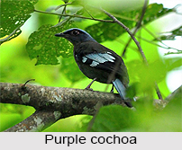 Purple Cochoa, Indian Bird