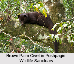 Pushpagiri Wildlife Sanctuary, Karnataka