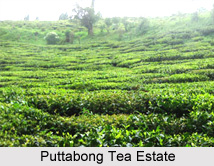 Puttabong Tea Estate, Darjeeling District, West Bengal