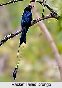 Pench National Park and Tiger Reserve, Madhya Pradesh
