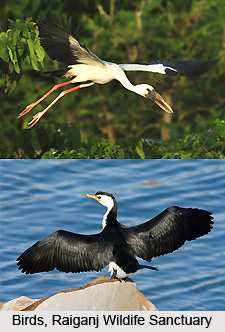 Raiganj Wildlife Sanctuary